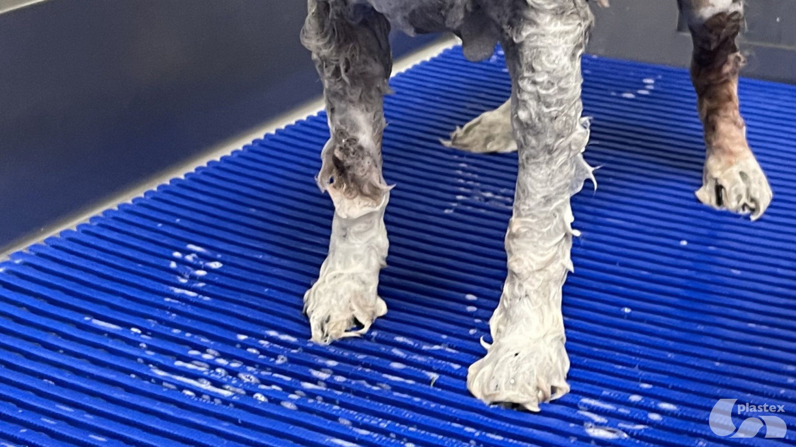 Plastex Professional animal groomer? Here’s three reasons you need a